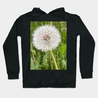 Dandelion flower Hoodie